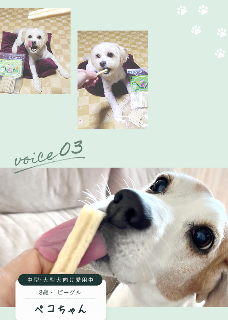 voice 03中型・大型犬向け愛用中8歳・ ビーグルペコちゃん